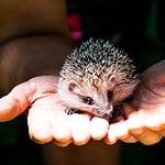 Photo of Hedgehog Resting on Person's Hand