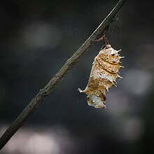 Detailed view of a chrysalis hanging from a branch, showcasing metamorphosis.